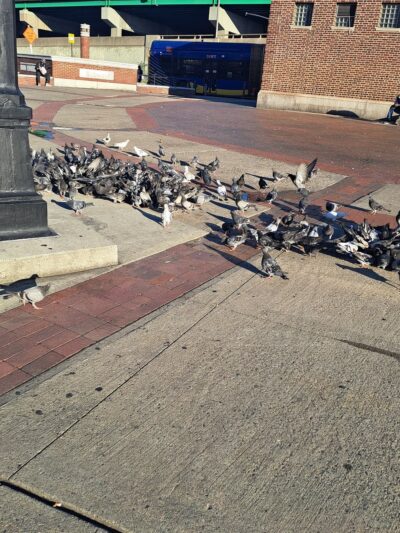 Monsignor Raul Del Valle Square - Bronx, NY