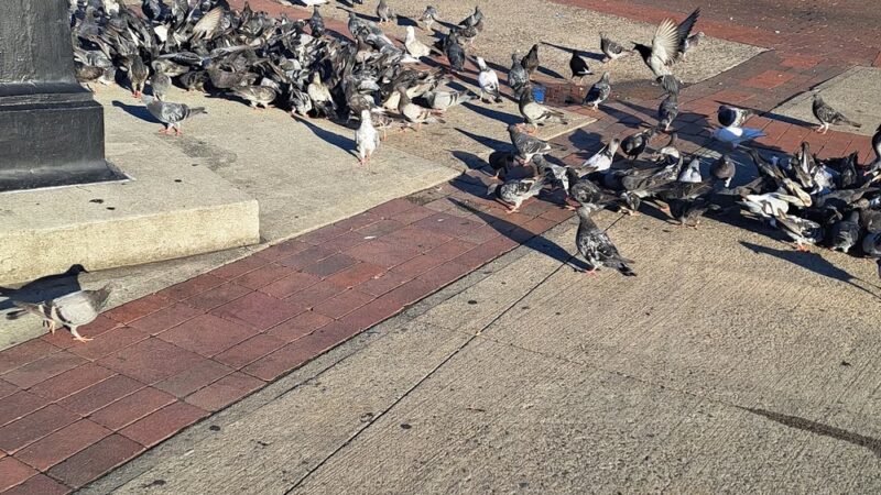 Monsignor Raul Del Valle Square - Bronx, NY