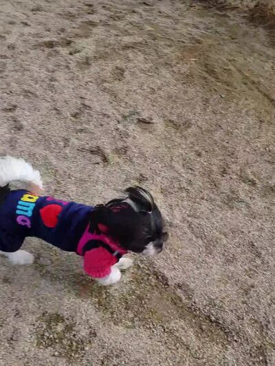 Soundview Park Dog Run - Bronx, NY