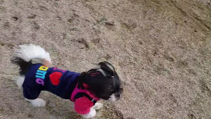 Soundview Park Dog Run - Bronx, NY