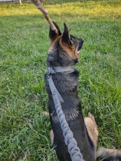 Soundview Park Dog Run - Bronx, NY