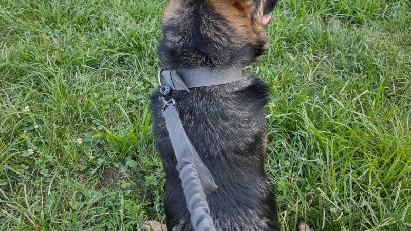 Soundview Park Dog Run - Bronx, NY