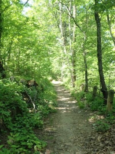 University Woods - Bronx, NY