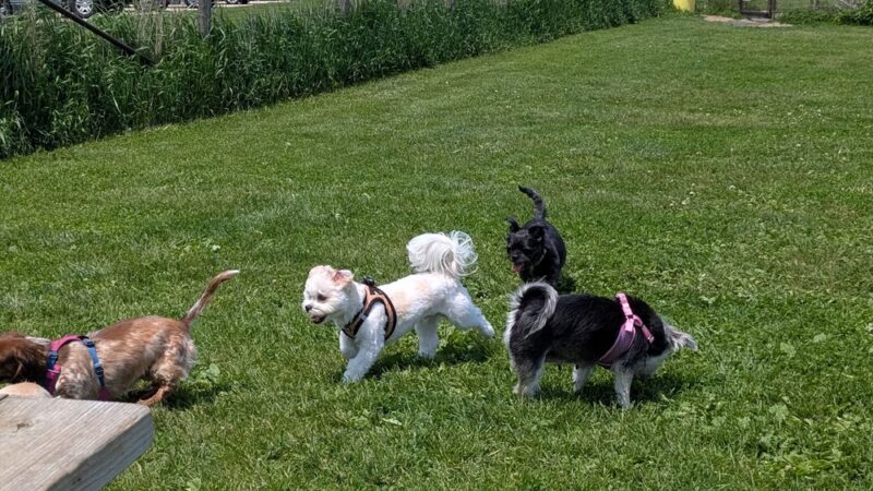 Mitchell Park Dog Exercise Areas - Brookfield, WI