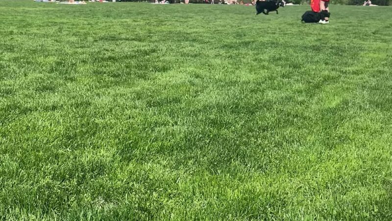 Amory Playground - Brookline, MA