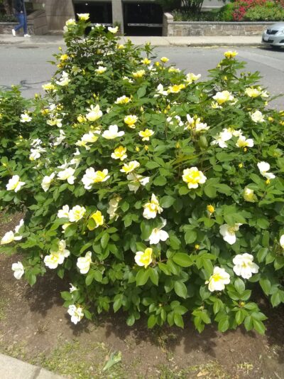 St Marks Park - Brookline, MA