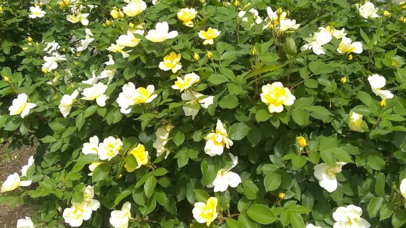 St Marks Park - Brookline, MA