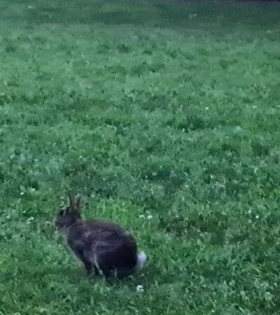 St Marks Park - Brookline, MA