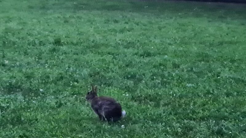 St Marks Park - Brookline, MA