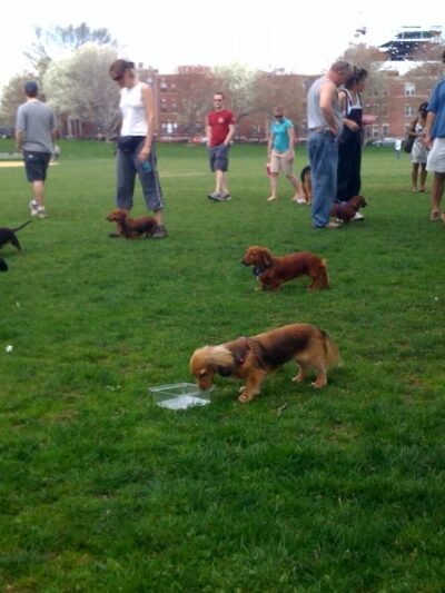 Brookline Avenue Playground - Brookline, MA