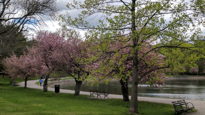 Brookline Reservoir Park - Brookline, MA