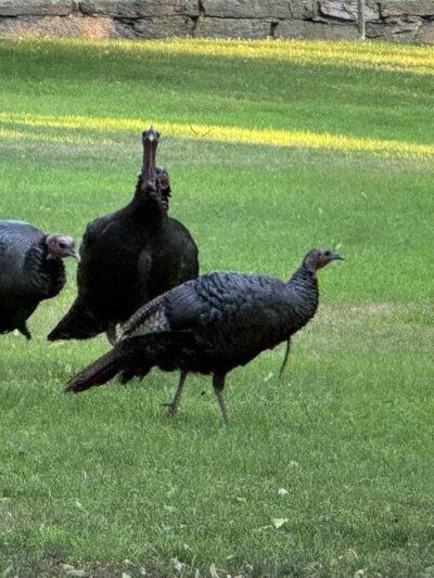 Knyvet Square - Brookline, MA