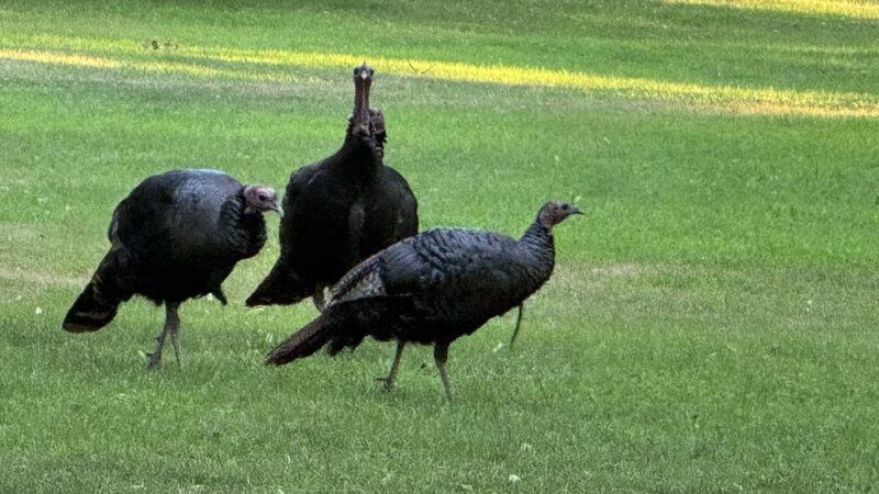 Knyvet Square - Brookline, MA