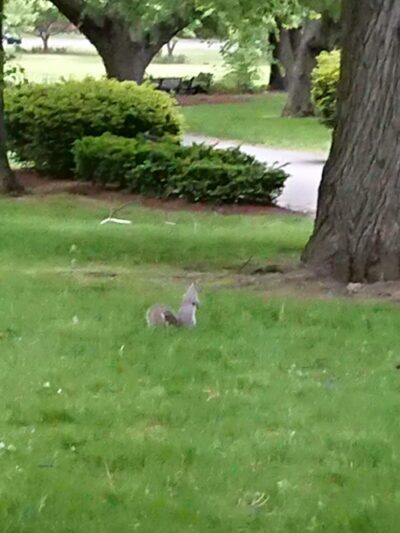 Knyvet Square - Brookline, MA