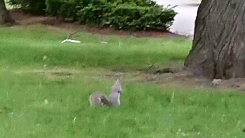 Knyvet Square - Brookline, MA