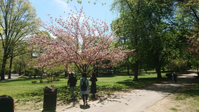 Knyvet Square - Brookline, MA