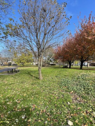 Amersfort Park - Brooklyn, NY