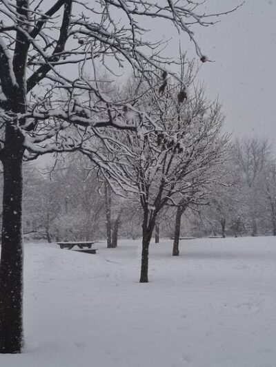 Amersfort Park - Brooklyn, NY