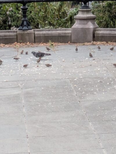 Breeze Hill Walk - Brooklyn, NY