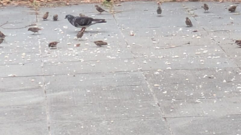 Breeze Hill Walk - Brooklyn, NY