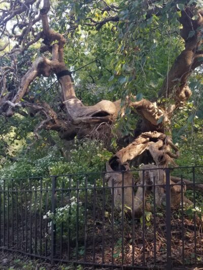 Breeze Hill Walk - Brooklyn, NY