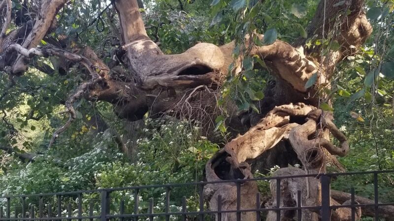 Breeze Hill Walk - Brooklyn, NY