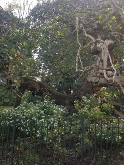 Breeze Hill Walk - Brooklyn, NY