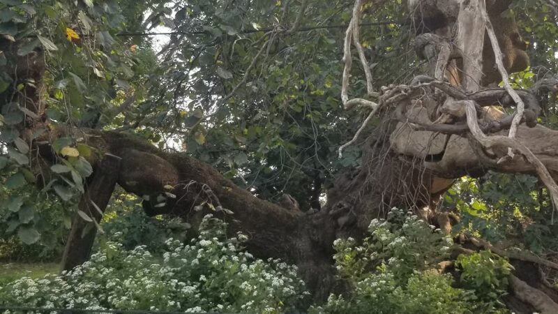 Breeze Hill Walk - Brooklyn, NY