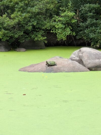 Breeze Hill Walk - Brooklyn, NY