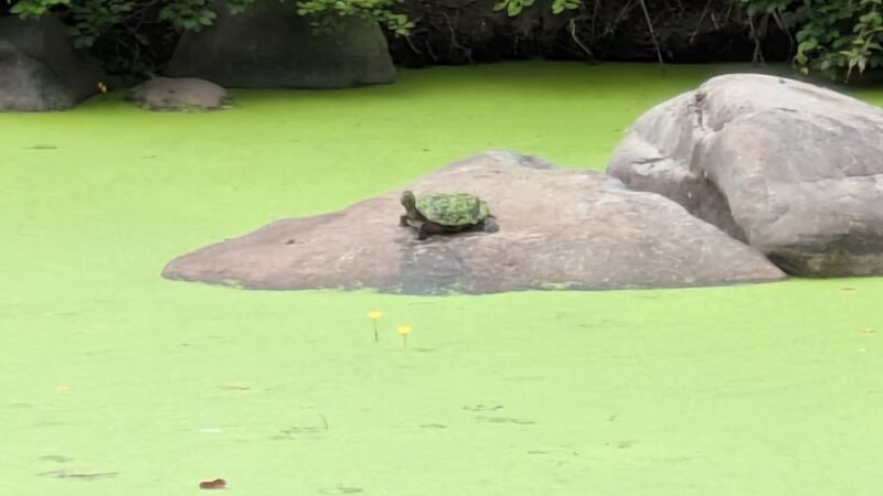 Breeze Hill Walk - Brooklyn, NY