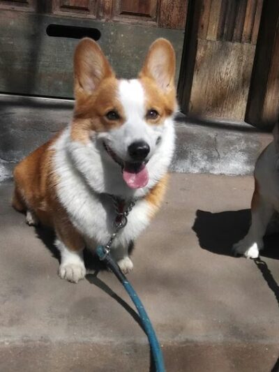 Brooklyn Bark - Brooklyn, NY