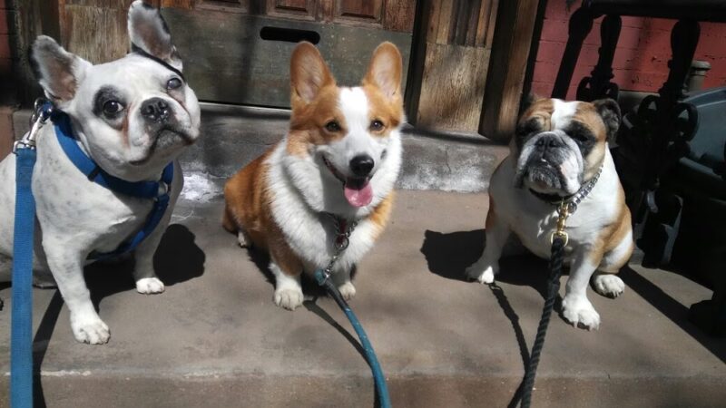 Brooklyn Bark - Brooklyn, NY