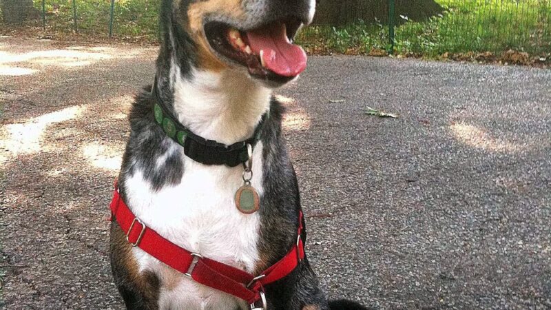 Brooklyn Bark - Brooklyn, NY