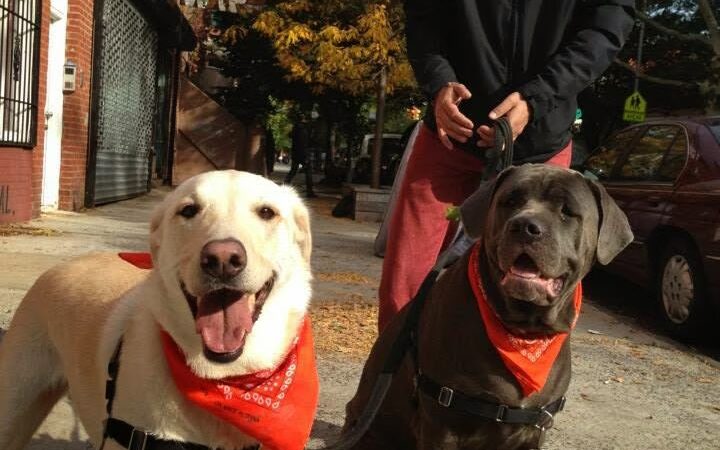 Brooklyn Bark - Brooklyn, NY