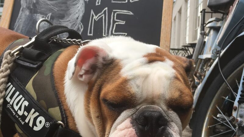 Brooklyn Bark - Brooklyn, NY