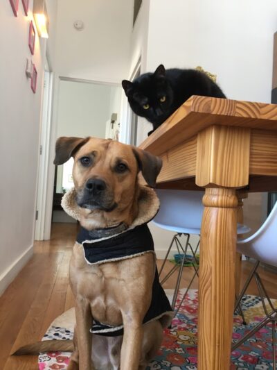 Brooklyn Bark - Brooklyn, NY