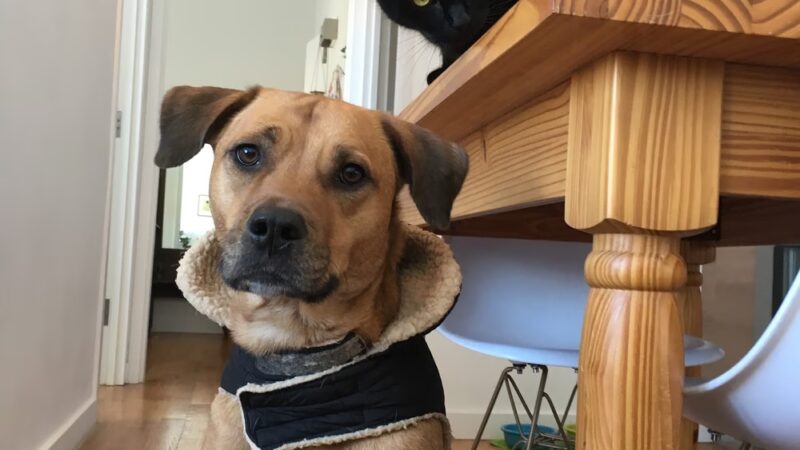 Brooklyn Bark - Brooklyn, NY