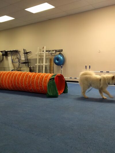 Brooklyn Dog Training Center - Brooklyn, NY