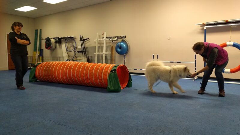 Brooklyn Dog Training Center - Brooklyn, NY