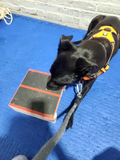 Brooklyn Dog Training Center - Brooklyn, NY