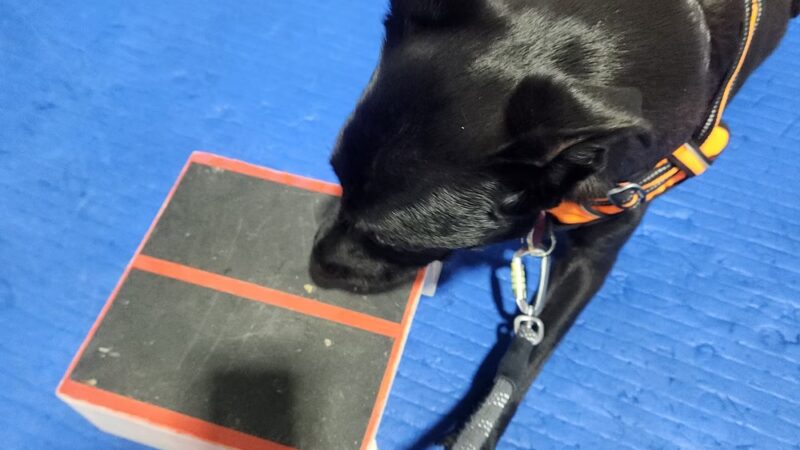 Brooklyn Dog Training Center - Brooklyn, NY