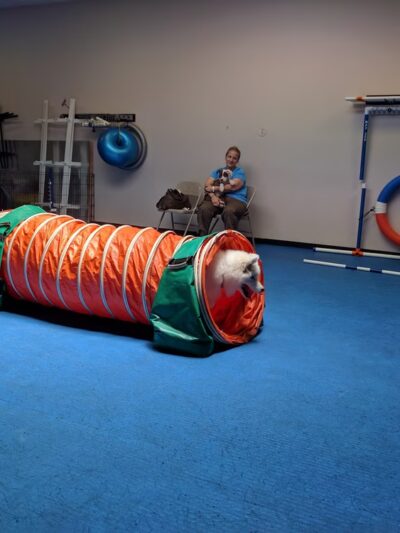 Brooklyn Dog Training Center - Brooklyn, NY