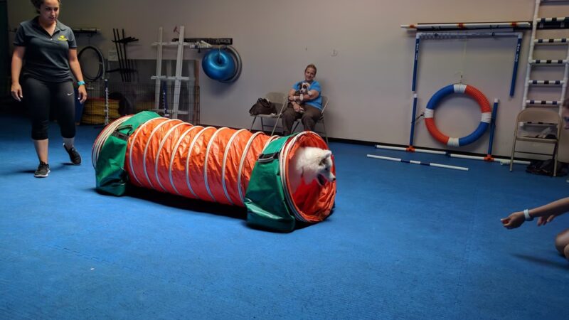 Brooklyn Dog Training Center - Brooklyn, NY