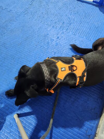 Brooklyn Dog Training Center - Brooklyn, NY