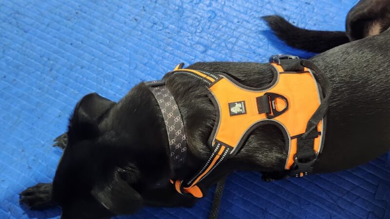 Brooklyn Dog Training Center - Brooklyn, NY