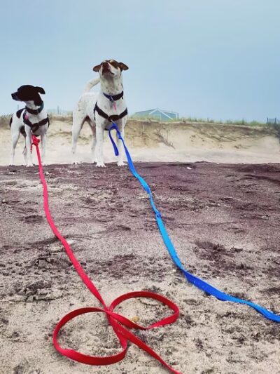 Brooklyn Dog Walk - Brooklyn, NY