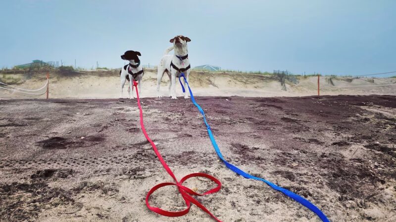 Brooklyn Dog Walk - Brooklyn, NY