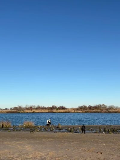 Brooklyn Dog Walk - Brooklyn, NY