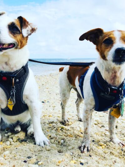 Brooklyn Dog Walk - Brooklyn, NY