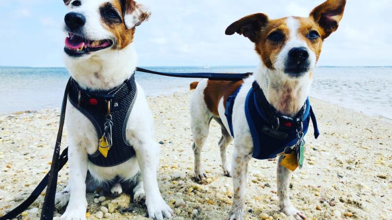 Brooklyn Dog Walk - Brooklyn, NY